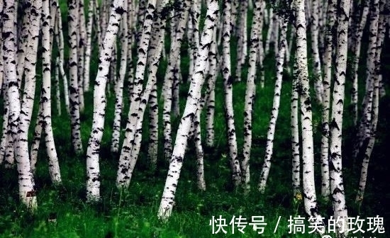 铁桦树|世界上最硬的木材,比普通钢铁硬一倍,用作金属的代用品!