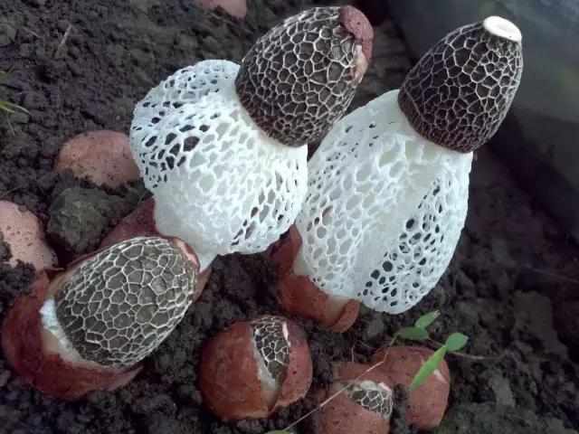 大山珍|農村不起眼的9大山珍,認識4個以上,說明你是真正的農村人!