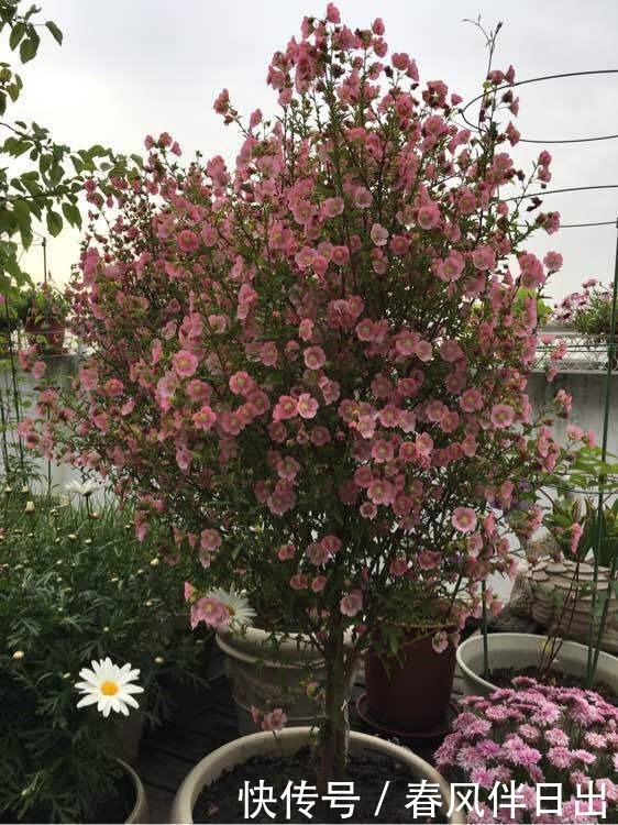 小木槿的“棒棒糖”,3月做好4件事,花比叶子密,灿烂180天