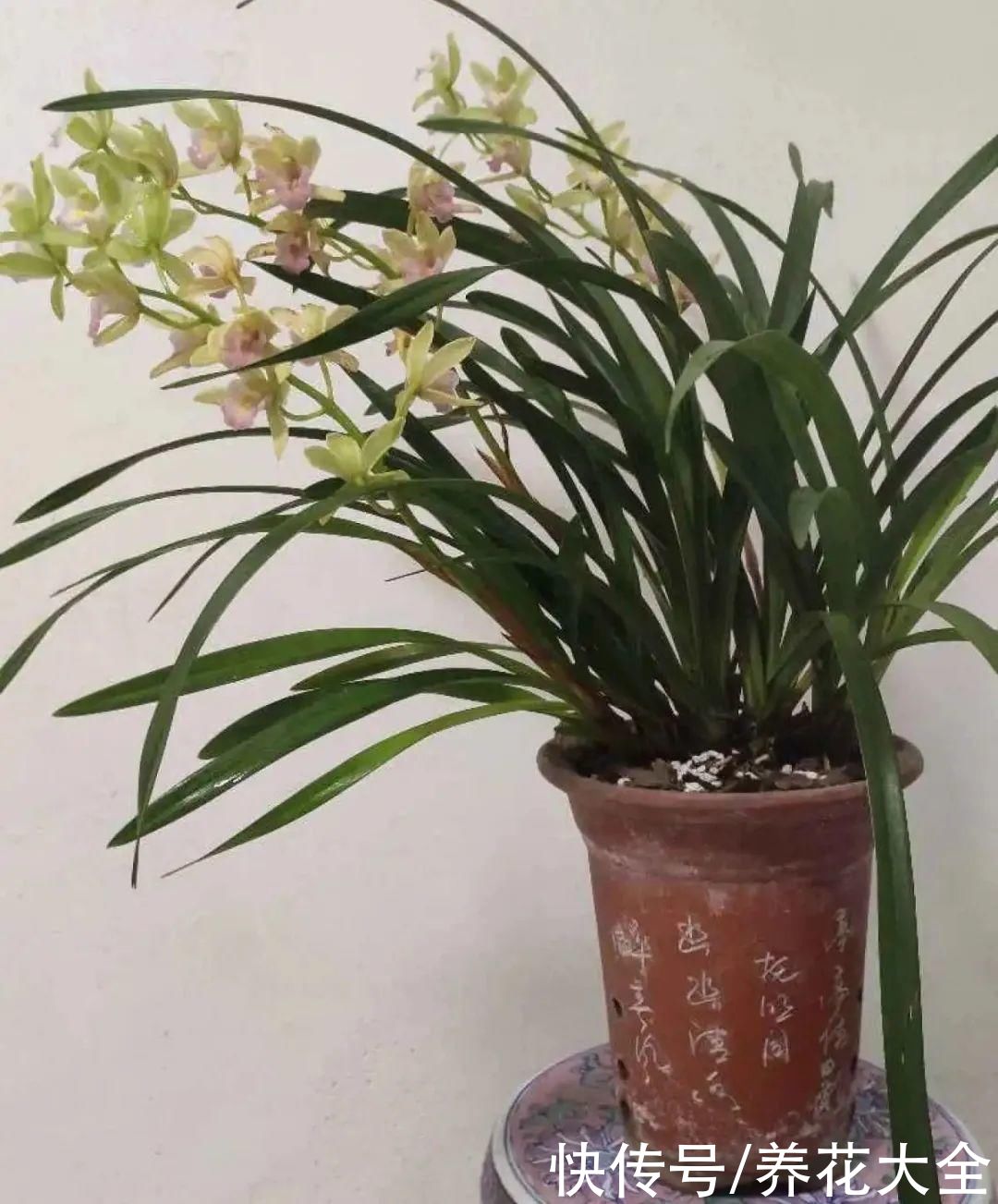 夏天怕晒的花，赶紧搬到阴凉地儿，再晒成枯杆了