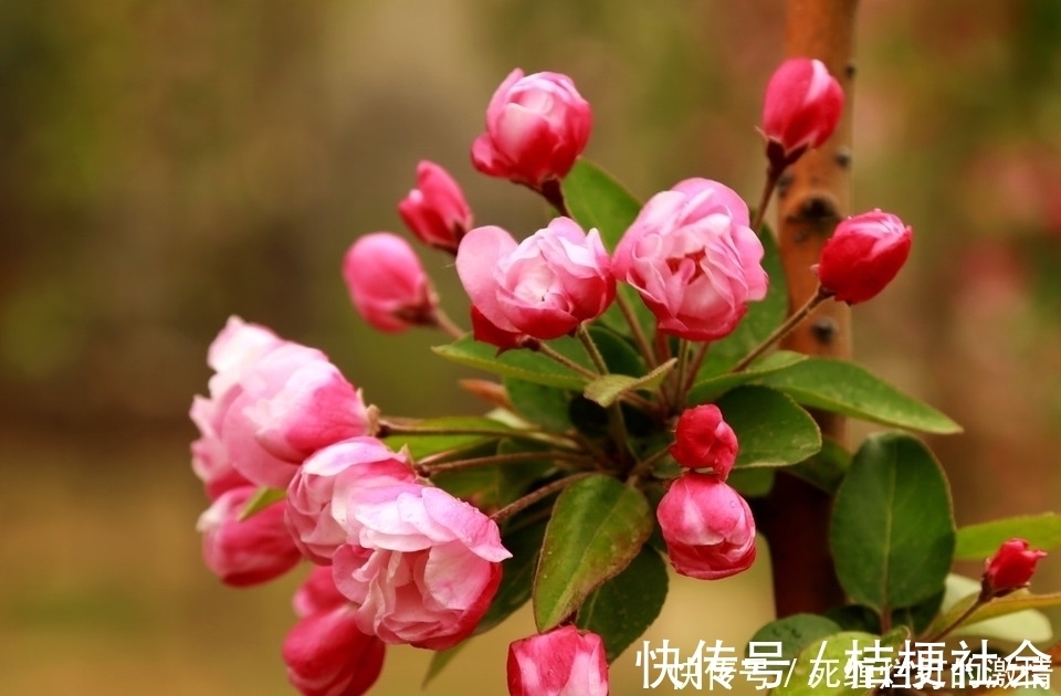 飘香|比桂花还香的6种花卉，种在阳台或放置庭院，满屋子都飘香！