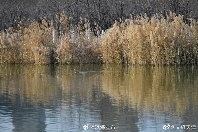 美景|生态美景！渤龙湖芦苇荡漾 水鸟飞舞