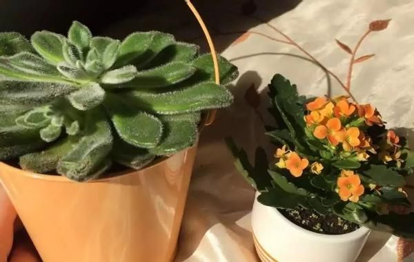 爱养花，先从这4个方面出发，防范盆栽日常患上病虫害吧