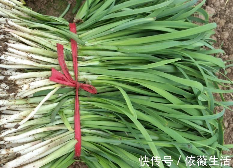 买韭菜时，看见这4种韭菜赶紧走，店家自己都不吃！别上当！