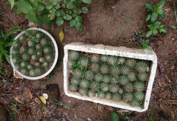 河沙才是养花万能土,家里的花,从不烂根、不黄叶