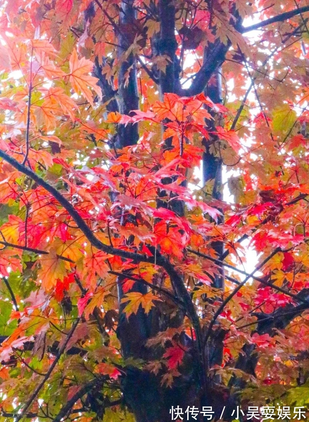 枫叶|平昌这里的枫叶红如火，快约！