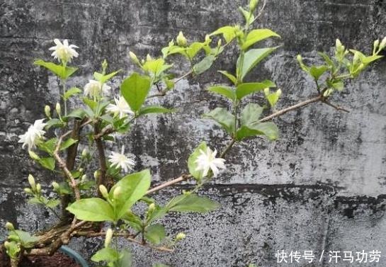 养茉莉花,莫“偷懒”,稍微不注意,僵苗不生长
