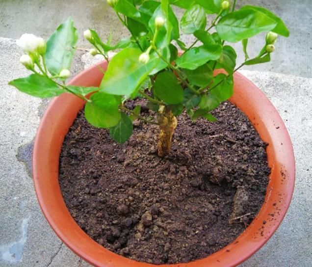 新芽|要让茉莉花枝子旺花苞多,需用2个方法,新枝新叶多花苞满枝