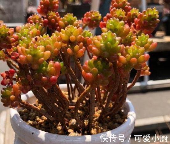 你家的多肉植物只长高,不长胖,这样浇水后,多肉胖嘟嘟