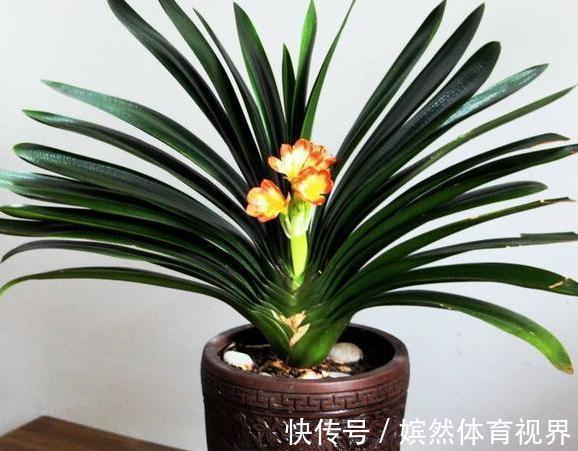 花卉|养君子兰，掌握4个小技巧，年年叶绿花艳、长爆盆