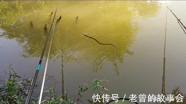 每年都有钓鱼人被蛇咬伤而倒下,最可怕的其实被我们忽略掉了!