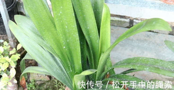 浇水|5种花干养最好,植株健壮能开花,湿养会送命!