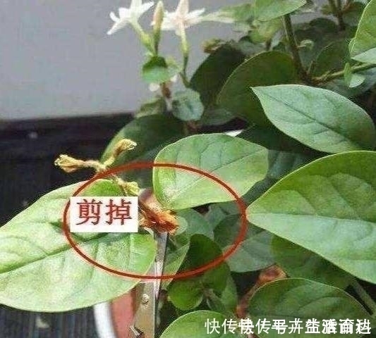 花苞|养好茉莉花,4个步骤缺一不可,花开满盆,一茬接一茬