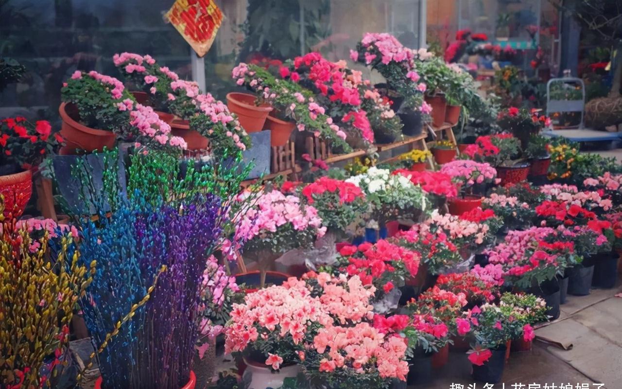 小丽花|12月了,家里养这些“年宵花”,株型美观、花色艳丽,还十分喜庆