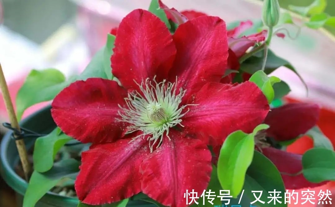 入冬修剪，这9种花，剪错不开花、杆子会枯死