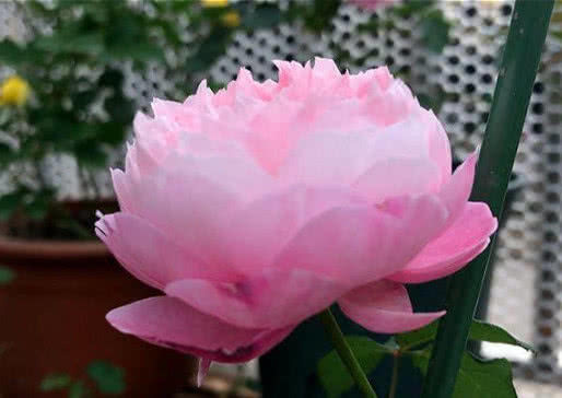 4种月季花比玫瑰漂亮100倍,全年开花不断,花大多又艳,值得拥有