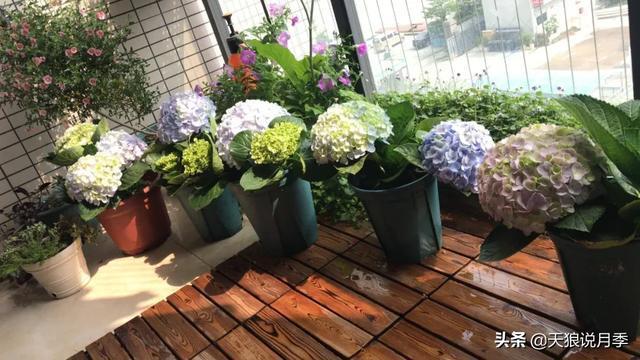 圆滚滚的绣球,瀑布般的花墙,这届花友也太会种花了吧