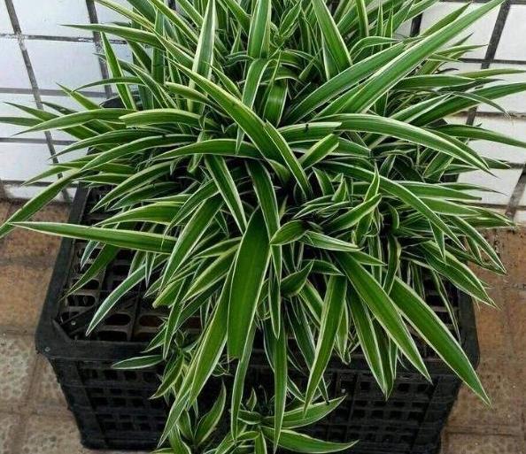 这3款植物买一盆就够了！用茎叶扦插，教你轻松铺满整个阳台