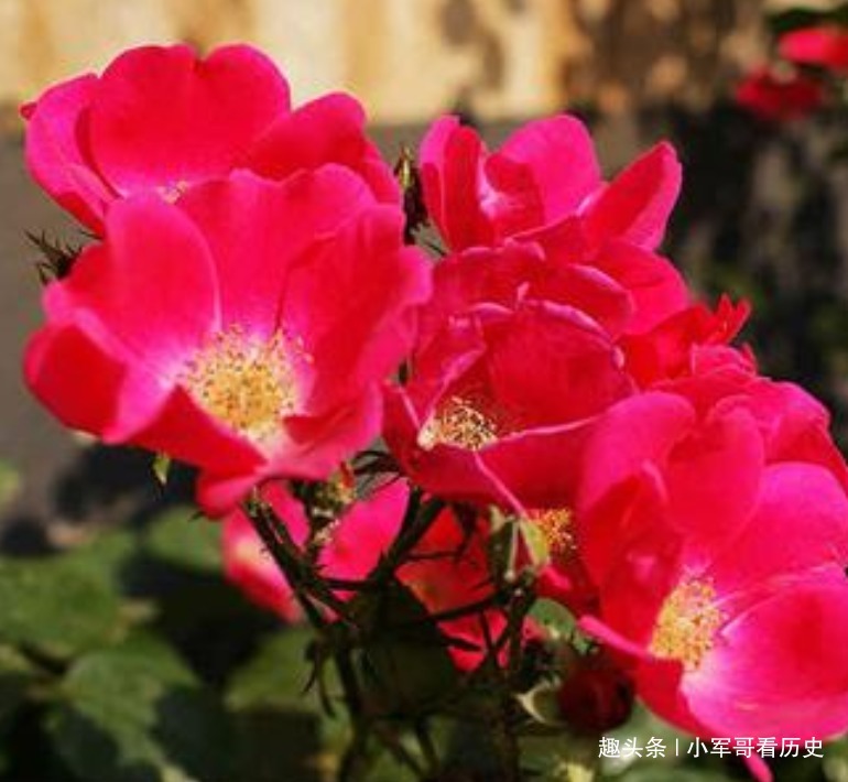 孝顺|最“孝顺”的三个生肖男,能够把妻子当成宠儿,永不忘父母恩