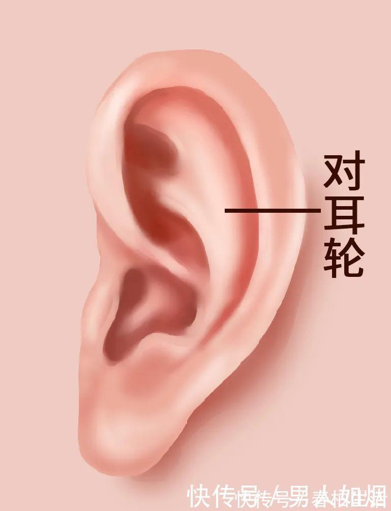 耳朵|耳朵上有张“保健地图”,每天这样揉5分钟,哪里不适调哪里