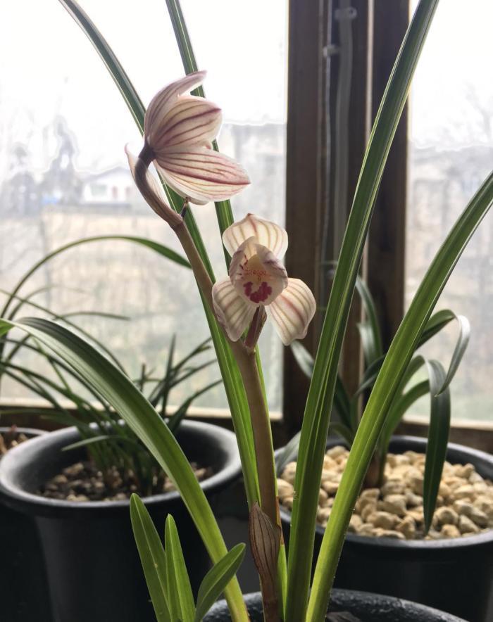 浇水|阳台养兰,牢记这几点,叶子翠绿开花旺,想死都难!