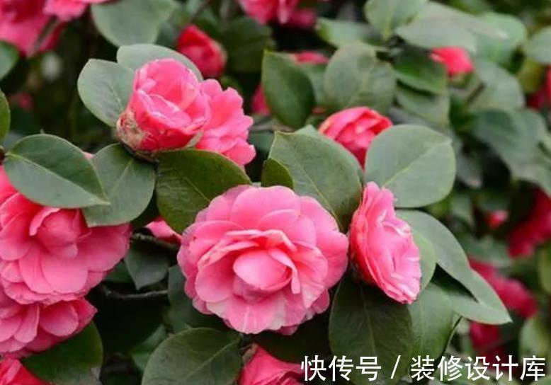 老花匠都喜欢的4种花，10月养一盆正当时，花多花美还好养