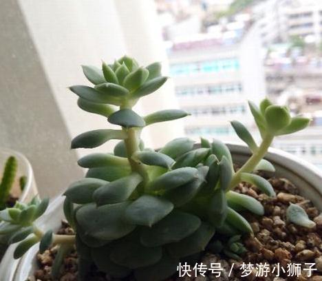 你家多肉徒长了吗，只需两招，也可以变得高端大气
