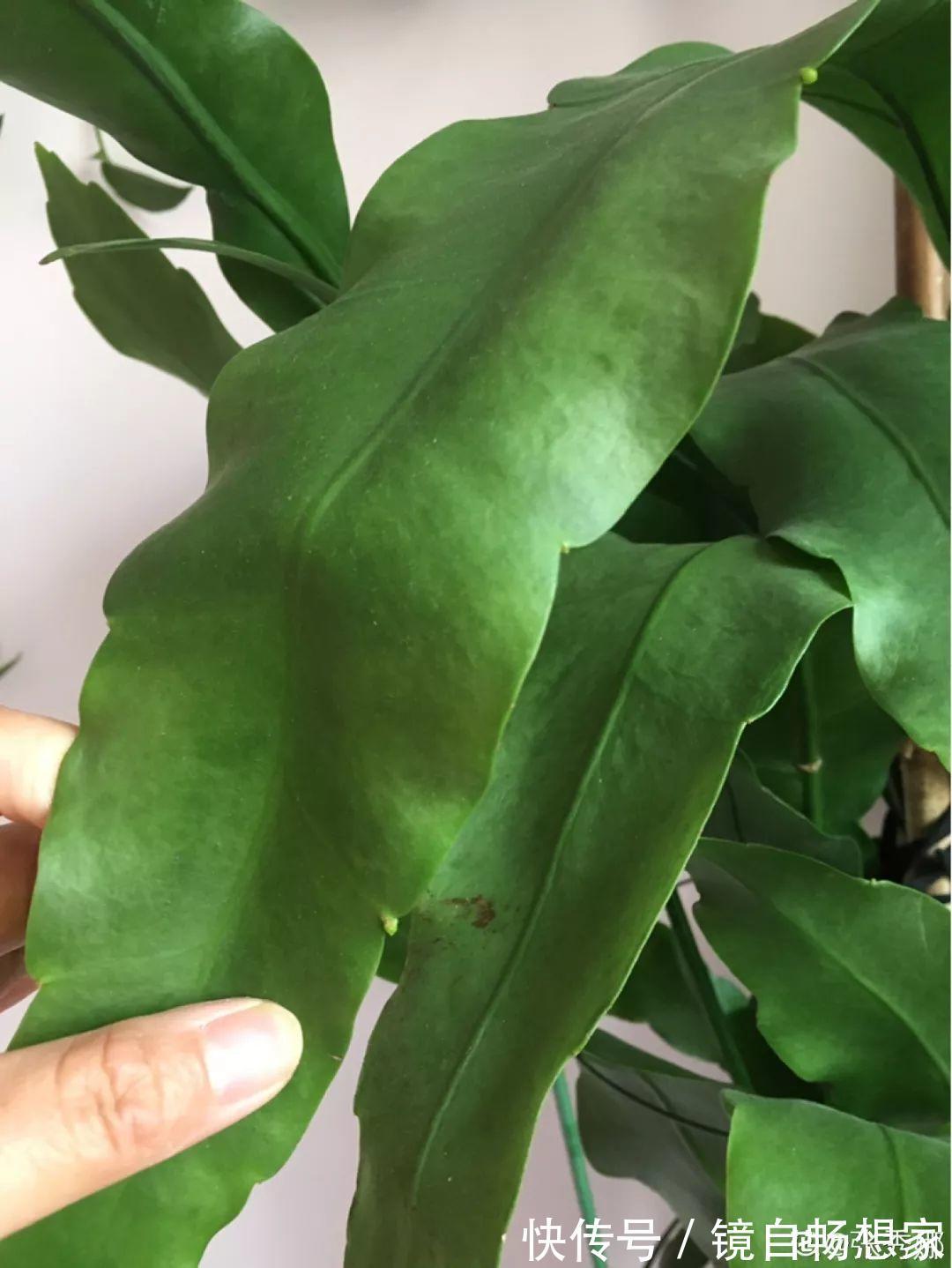 这花真稀罕,刚开花就被掐光了,花钱未必买得到!