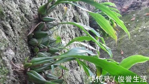 野生|石头上生长的野果，100元一斤可用来煲汤，野外遇到就赚到了