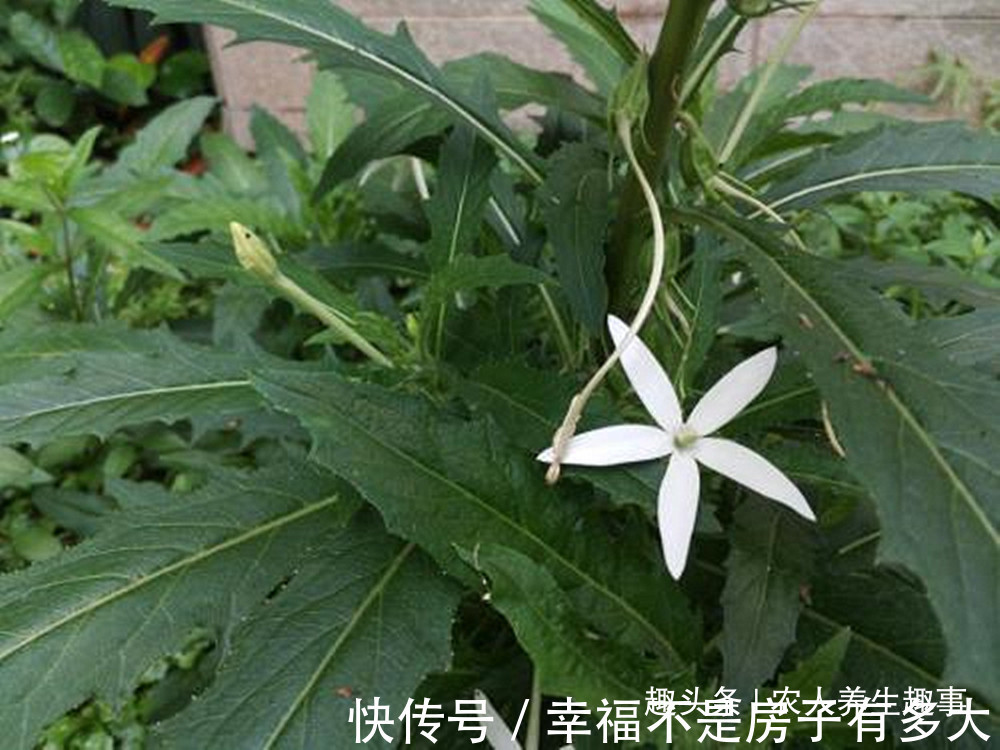 药用价值|农村一种长在田边的怪草，人吃了就想睡觉，可惜很多人还不认识