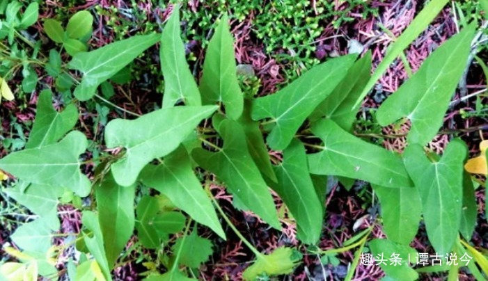 白首乌|农村1种野草,不要忽视,人称“白首乌”,今86元一斤