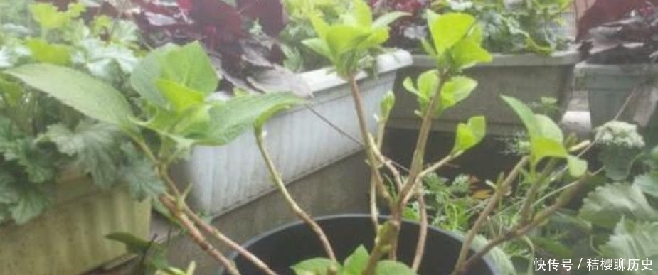 绣球花花期结束，按照“3个”方法做，明年开花简单花球多