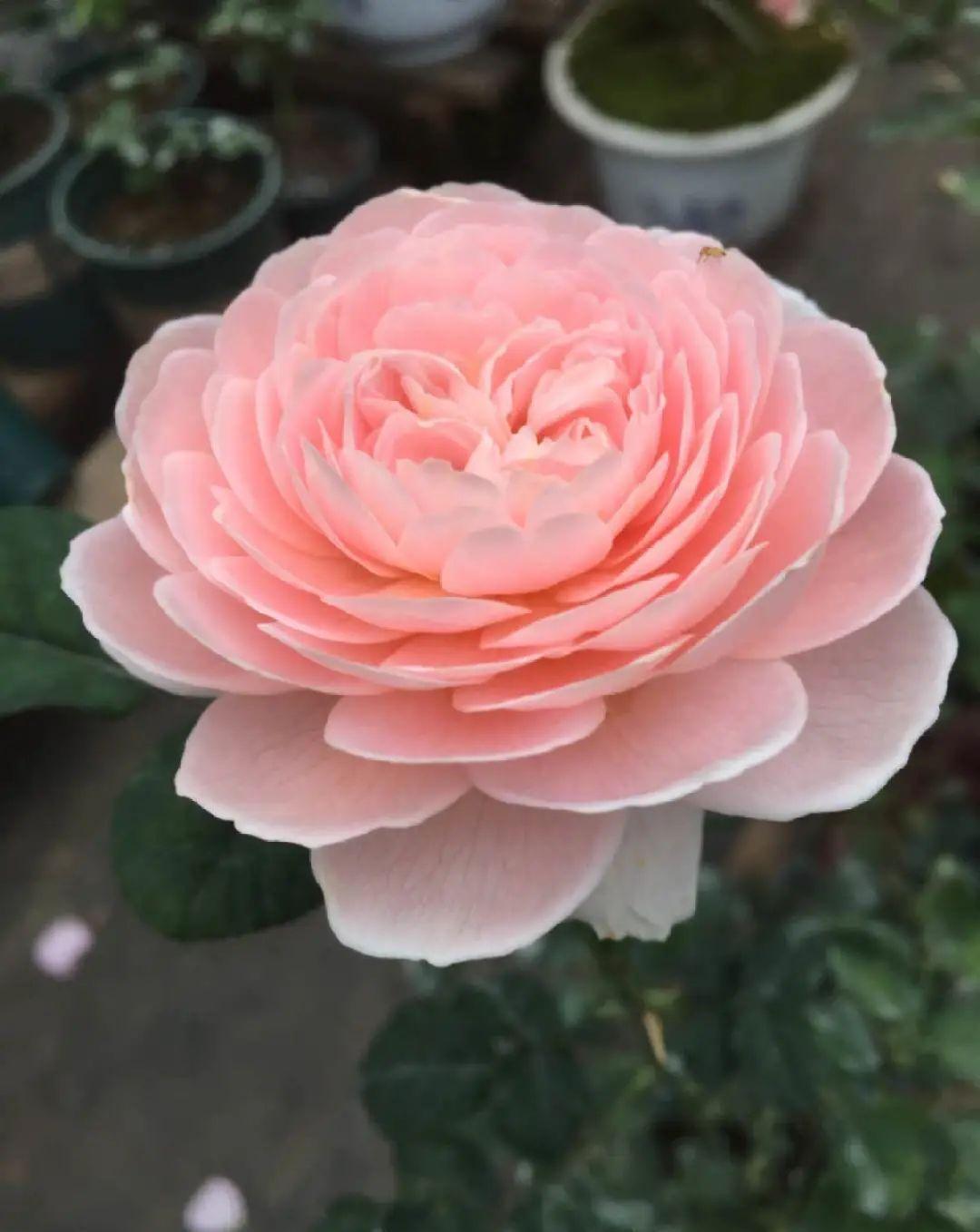 这几种花，要是秋天不扦插，错过就等1年