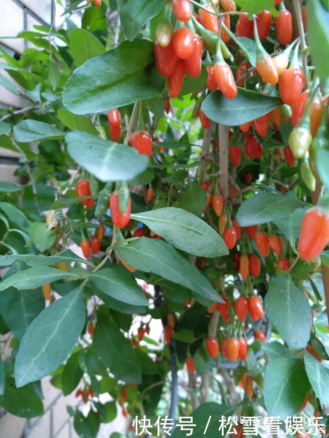 种花|3种花浑身都是宝，能炒菜能煲汤，养在屋里香气飘飘！