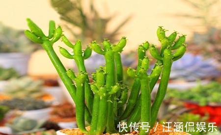 茎干|多肉“光棍树”,毒性与众不同,可远观不可亵玩