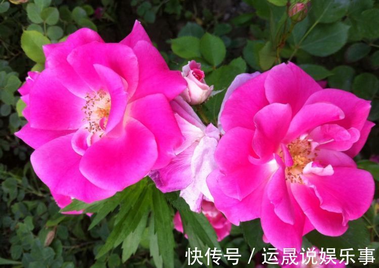 红双喜月季|花期超长的室内盆栽,四季开花,开花能力极其惊人,四季繁花似锦