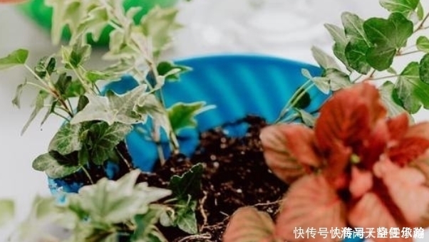 通病|养花人的五大通病,只要占了三条,就已经是个资深的花迷了