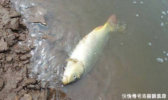 型号|选择不同鱼钩型号、颜色的意义,尤其是钓鱼新手别犯迷糊!