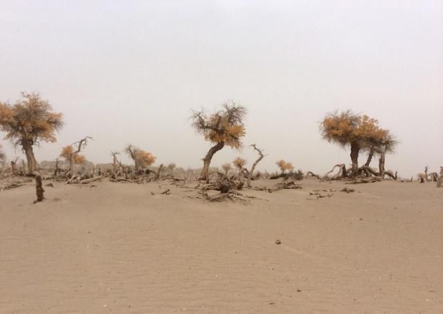 中国这个沙漠就要“消失”,如今已成为一片绿洲,还种植上了土豆