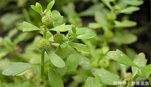 野菜|一种野菜,鸡鸭都不吃,狗见了都发愁!却深得大家的喜爱