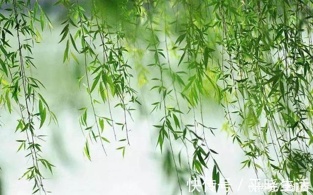 关于柳树的诗句古诗词,带白话文意思及翻译