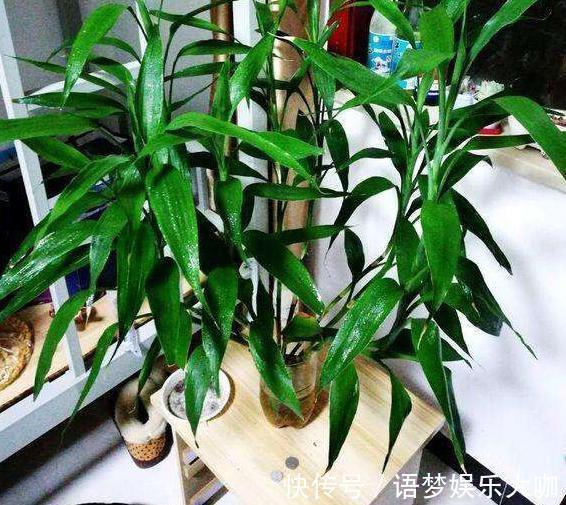 竹报平安|水培富贵竹养着养着就黄叶、不长个?注意4细节,株苗没问题!