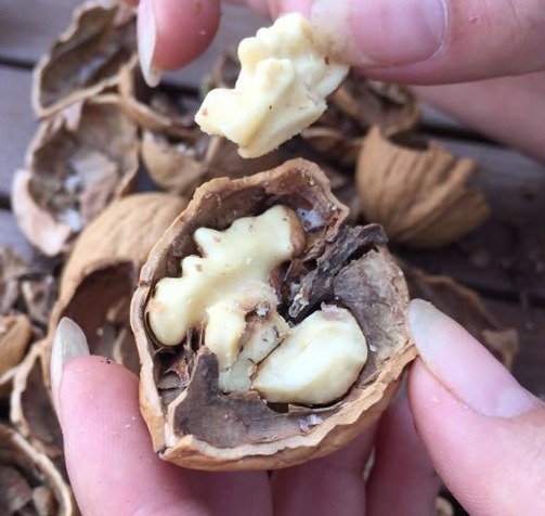 鞣酸钙|提个醒吃核桃不能碰此物，吃了就是没病找病，现在知道还不晚