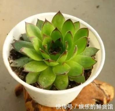 多肉长残的照片,看一次笑一次,根治各种抑郁