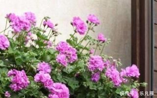 春天养花，这种水不能浇，浇1盆死1盆，大多数人都用错了