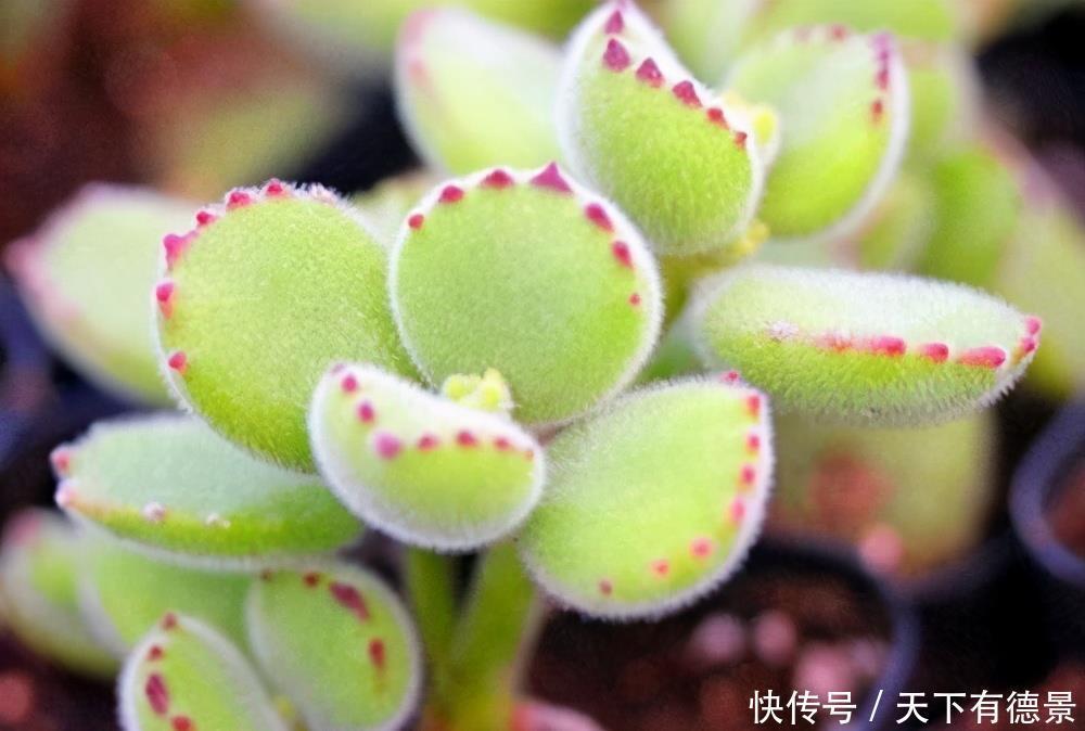 养好熊童子,关键有“2点”,叶子越长越多,又萌又美