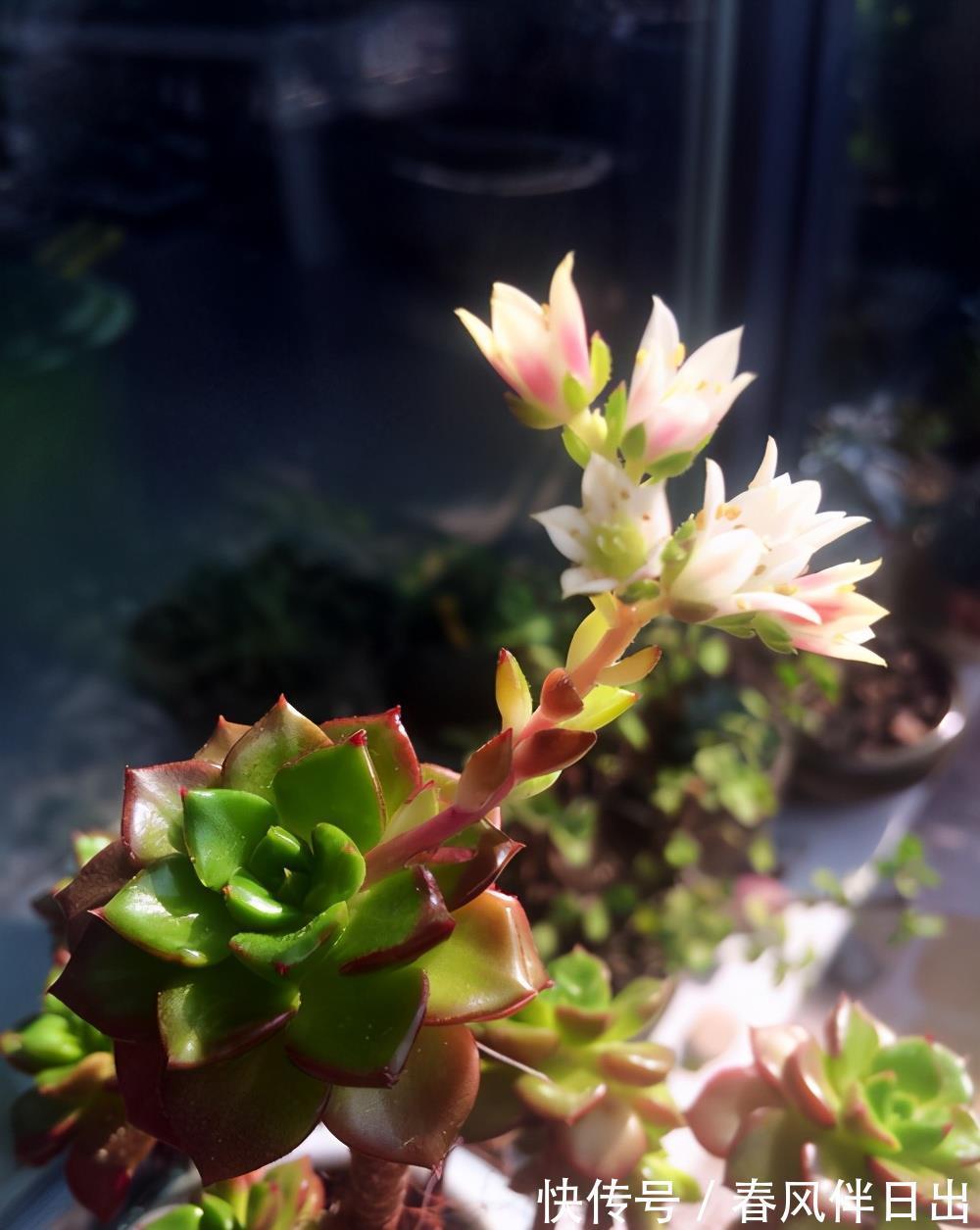 植株|多肉开花怎么办,花开完了怎么处理