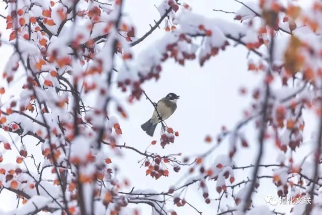 还看今朝#诗文天地:冬雪遐思