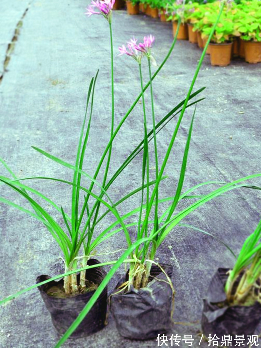 庭院|紫娇花,夏天用在庭院里正好