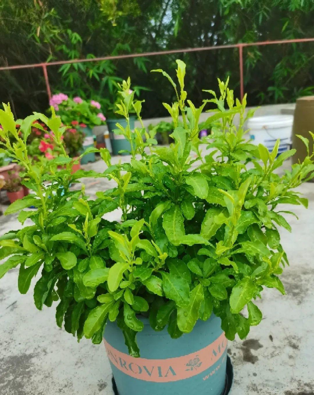 风雨兰|从养花大神家，偷来3个爆花技巧，快学，24小时后删